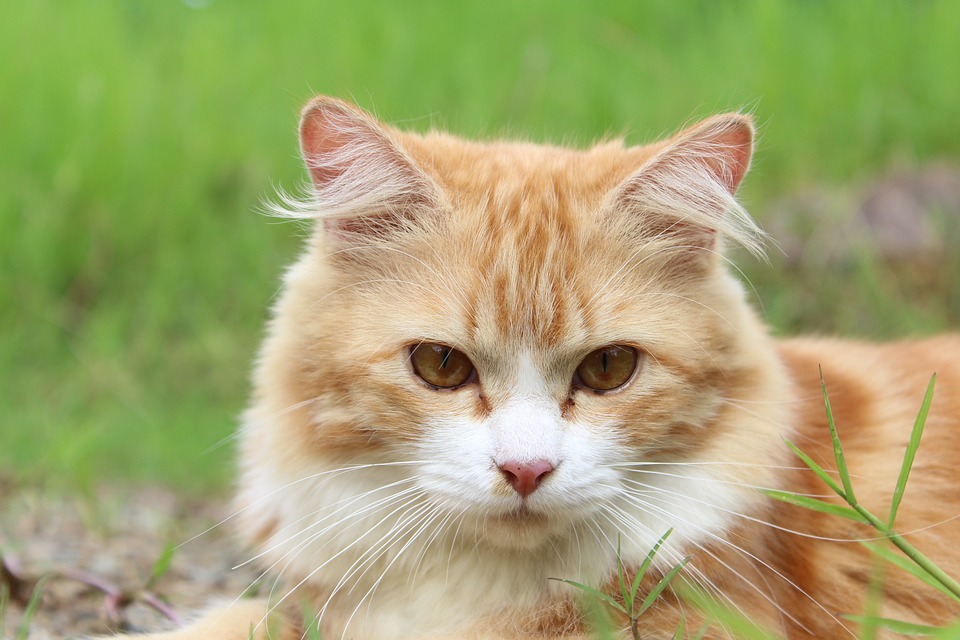 kitten