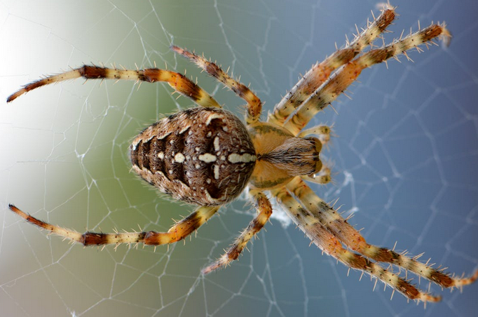 spider